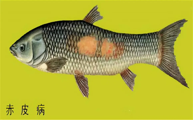 介绍几种鱼病的治疗方法-水产养殖必备知识