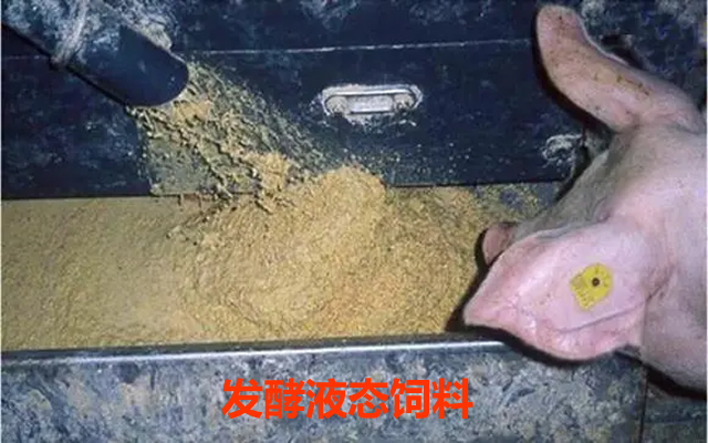 益生菌发酵液态饲料在养猪上的应用